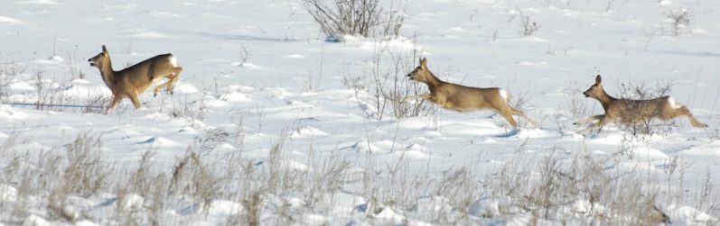 Охотимся на сибирскую косулю