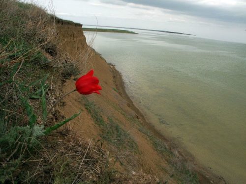 Флора на Маныче